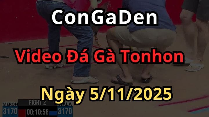 Clip đá gà trực tiếp thomo ngày 5/11/2025 Bảo Sting